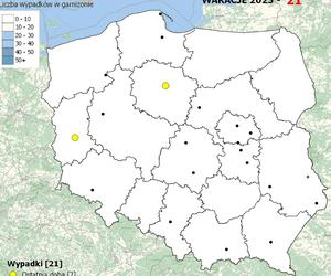 Śmiertelne wypadki na polskich drogach. Sprawdź na mapie ile ich było