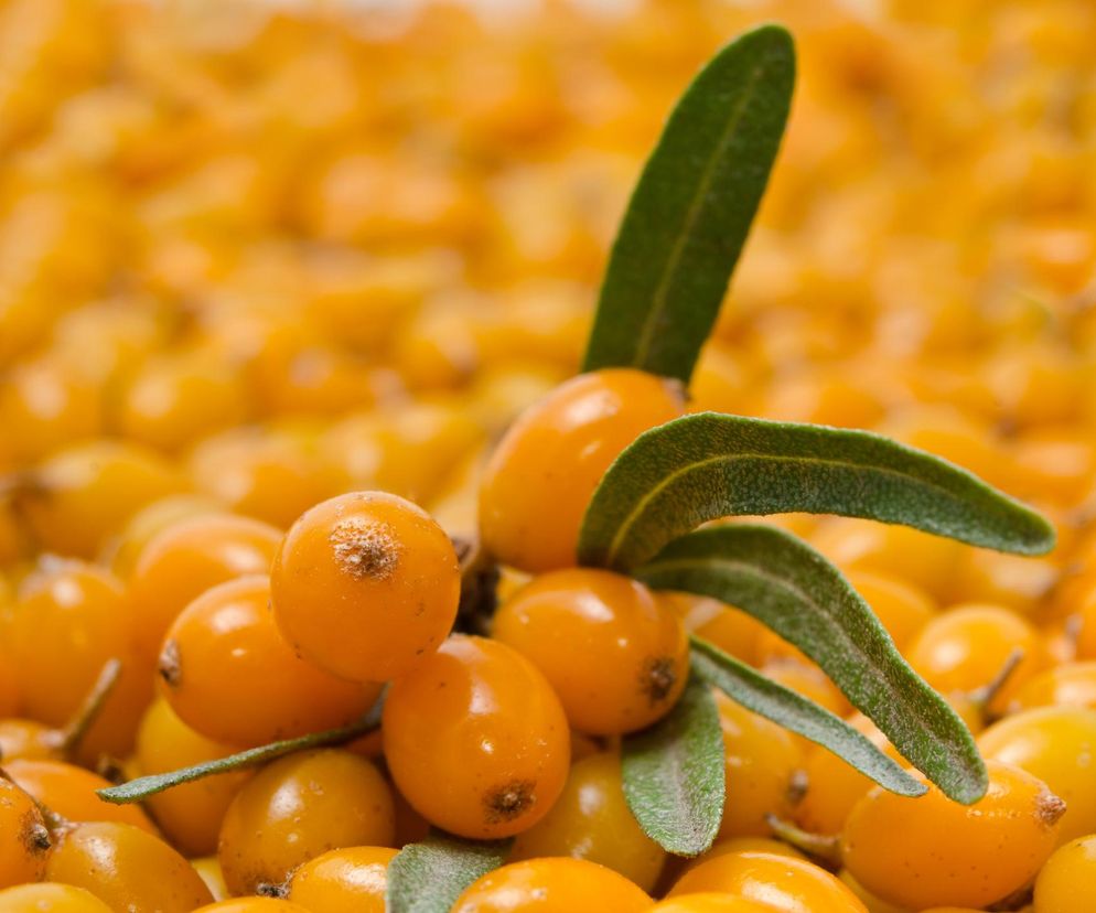 Naturalnie chronią przed cukrzycą i otyłością. Te owoce to superfood znad Bałtyku