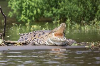 Australijczyk męczył krokodyla. Poniesie konsekwencje 