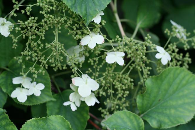 Hortensja pnąca - Hydrangea anomala subsp. petiolaris