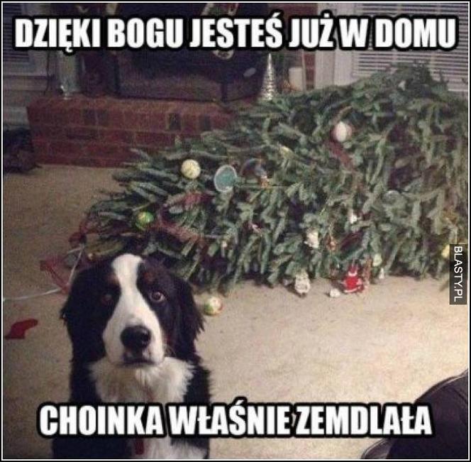 Choinka memy