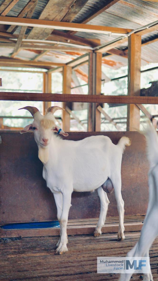 Miss koza! Nowa gwiazda sieci 