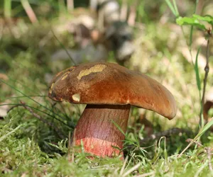 Ludzie sądzą, że są trujące, a to prawdziwy rarytas. Ten grzyb właśnie pojawił się w lasach