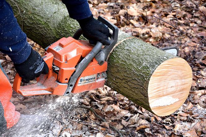 Trzeba pamiętać, żeby wziąć ze sobą ręczne narzędzie do wycięcia drzewka – siekierkę lub piłę do drewna.