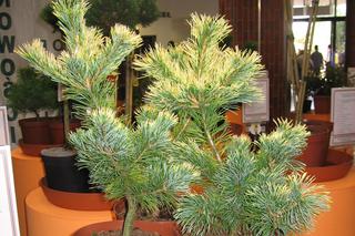 Sosna drobnokwiatowa 'Goldilocks' - Pinus parviflora 'Goldilocks'
