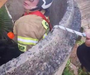 Pies wpadł do głębokiej studni. Na pomoc ruszyli strażacy