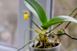 Kiedy storczyk nie kwitnie, to wlej do doniczki ten napar. Roślina błyskawicznie obsypie się nowymi kwiatami