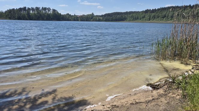 To jezioro w Olsztynie ma niezwykle czystą wodę. Jest kilka dzikich plaż, które świecą pustkami