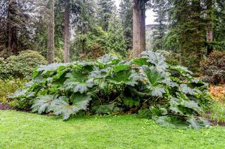 Gunnera olbrzymia