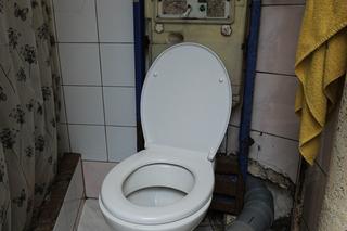 Plaga szczurów we Wrocławiu