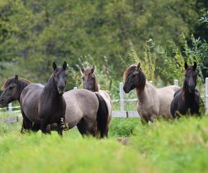 Ponidzie. Konik polski