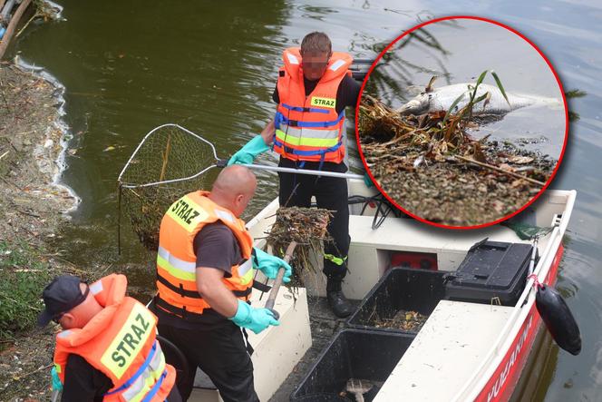 Wyłowiono już ponad 110 ton śniętych ryb. "Tu już nie ma życia"