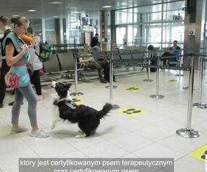 Jedyne takie psy w Europie. Czworonogi z lotniska w Krakowie-Balicach pomagają pasażerom