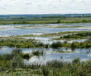 Budowa domu na obszarze chronionym. Działka na terenie Natura 2000