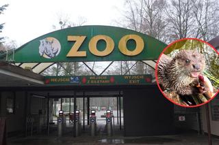 Przyjechała do poznańskiego ZOO z Drawieńskiego Parku Narodowego. Nie jest specjalnie towarzyska