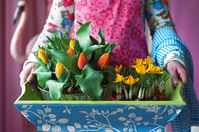 Kolorowe kompozycje z kwiatów cebulowych to prosty sposób na ozdobę wnętrz