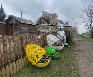 Zagajnik wielkanocny w Będzinie. Można go zobaczyć na Wzgórzu Zamkowym 