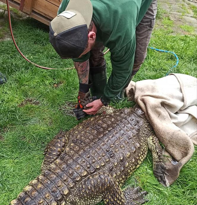 Krokodyl nilowy w poznańskim zoo