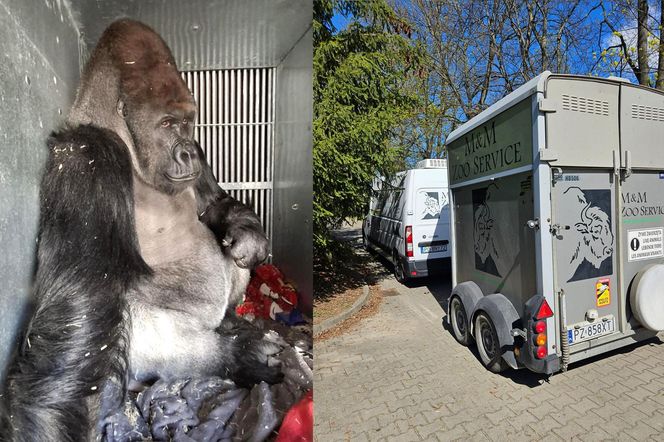 Goryli amant wyruszył na randkę życia. Bwana założy rodzinę w Szwajcarii. „Będziemy tęsknić”