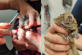 Ktoś wyrzucił małe koszatniczki na śmietnik, a dzieci rzucały w nie kamieniami. Uratowali je wolontariusze Ekostraży 