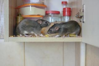 Jak się pozbyć szczurów? Ten owoc skutecznie je odstraszy