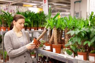 Jak kupić zdrową roślinę doniczkową do domu? Na co zwracać uwagę kupując kwiaty doniczkowe?