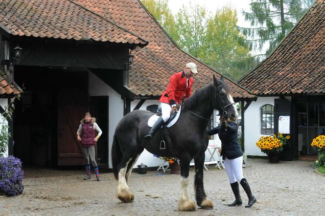 Bez żony nie radzi sobie z koniem