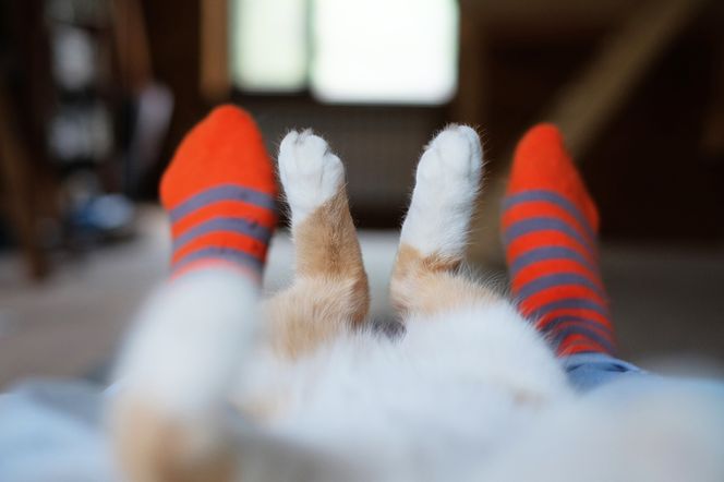 Zła wiadomość dla miłośników czworonogów. Ich towarzystwo odbija się na twoim zdrowiu