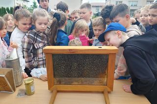 Za nami 4. Miejskie Miodobranie w Zamościu. Były gry, zabawy i ciekawostki