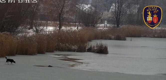 Pod psem załamał się lód. Na pomoc ruszył strażak, on też wpadł do wody