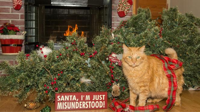Koty i choinki. Oto mruczki, które potrafią zniszczyć święta [WIDEO, MEMY]