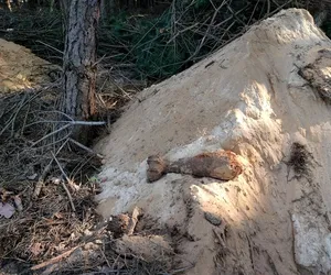 Niebezpieczne znalezisko pod Tucholą! Przedmiot spędził pod ziemią wiele lat