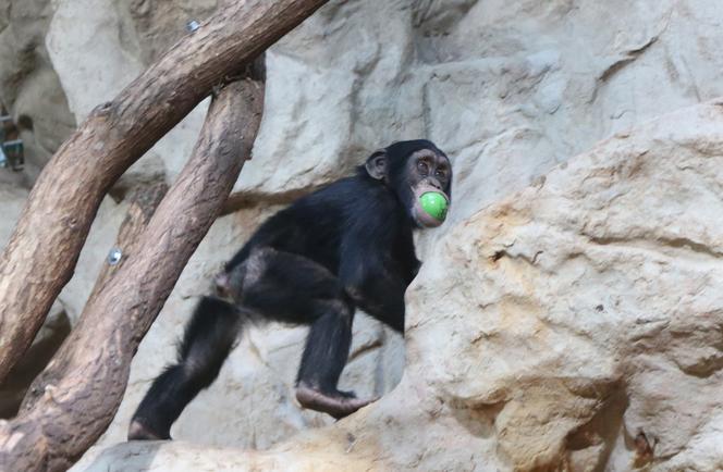 Czwarte urodziny szympansa Frodo