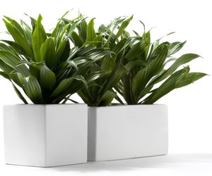 Dracena deremeńska