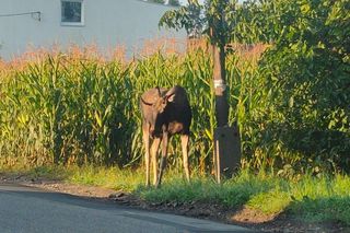 Łoś zadomowił się w naszym regionie. Zbyszek wchodzi na prywatne posesje, szuka jedzenia i zagląda przez okna