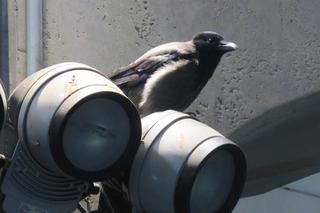 Wrona uwięziona na Dworcu