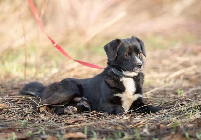 Ostrów. Nie ma już miejsca w schronisku. Apel o adopcje zwierzaków