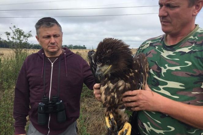 Policjant uratował orła