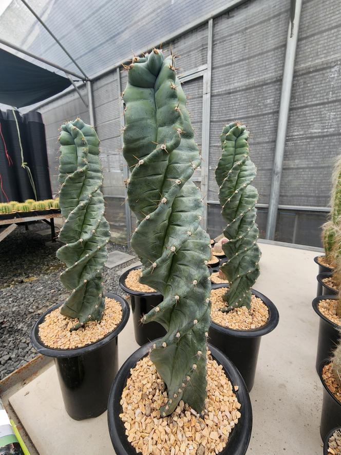 Cereus forbesii spiralis