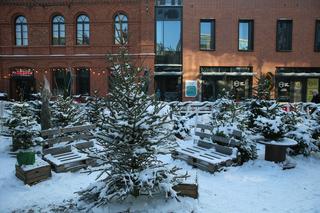 Horrendalne ceny żywych choinek w Warszawie