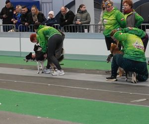 Międzynarodowa Wystawa Psów Rasowych w Poznaniu