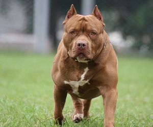 Dramat w centrum Poznania. Pitbull śmiertelnie zaatakował innego psa
