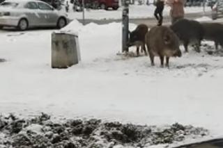 Dziki chciały wyrwać kobiecie reklamówkę z zakupami