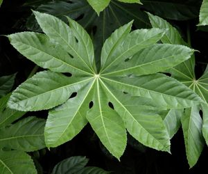 Fatsja japońska - Fatsia japonica