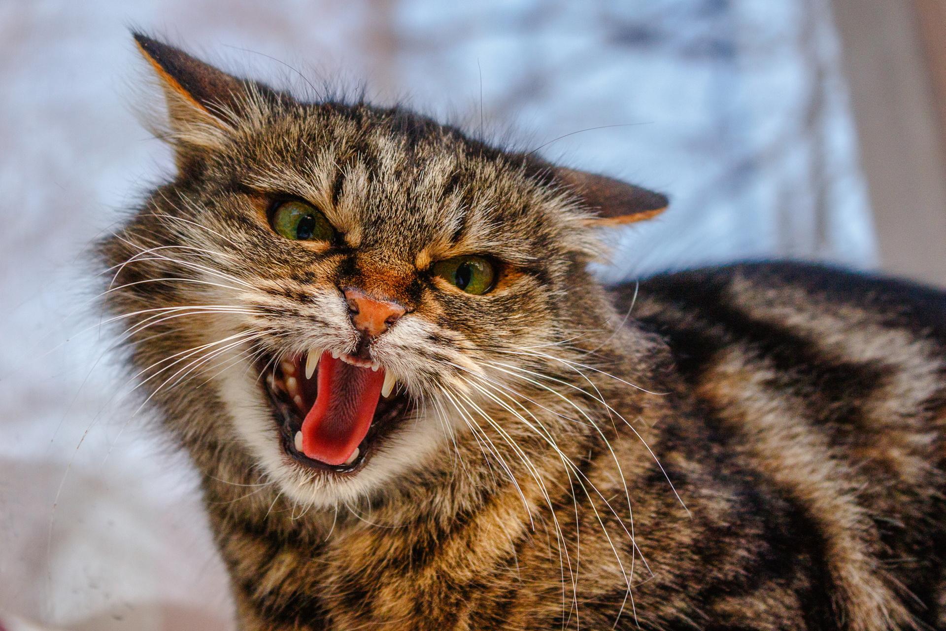 Агрессивные звуки котов. Злой кот. Злая кошка. Кошка шипит. Бешеные коты.