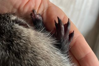 Nutria z Rybnika urodziła 6 młodych. Uratowała ją fundacja Pet Patrol