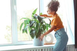 Kwiaty, które przyciągają szczęście. Ustaw te rośliny na parapecie, a odpędzisz choroby i pecha 