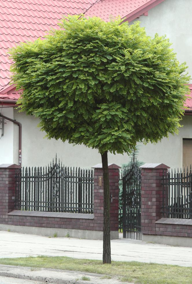 Robinia akacjowa 'Umbraculifera'