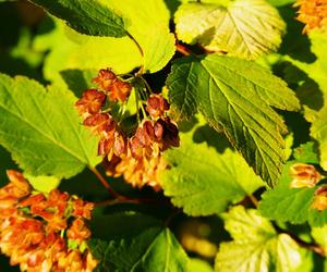 Pęcherznica kalinolistna 'Luteus'