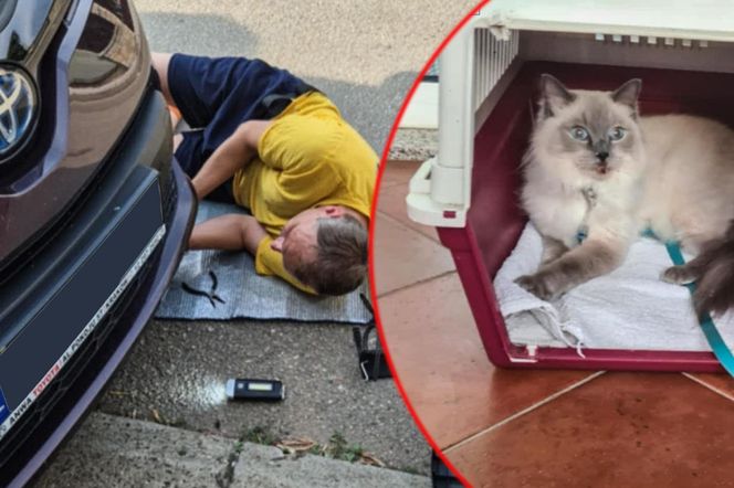  Olkusz. Zaginiona kotka Blue odnaleziona w Chorwacji. Przejechała w zderzaku ponad 1 000 kilometrów 